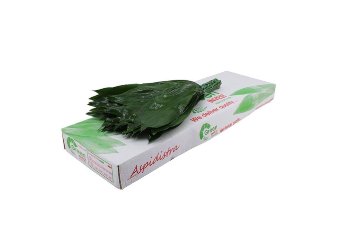 <h4>Aspidistra 70 Cm WBE</h4>