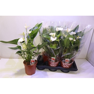 arr8 Anthu Fl Pristino