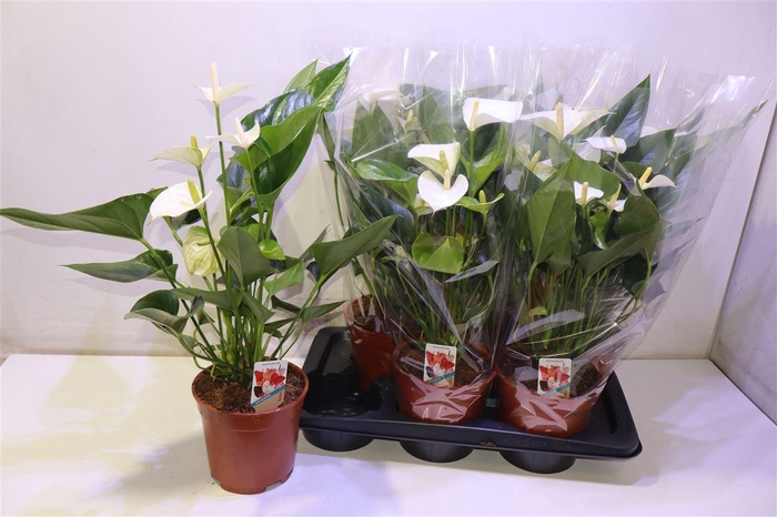 <h4>arr8 Anthu Fl Pristino</h4>