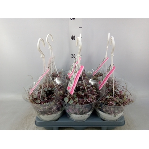 Ceropegia woodii 'Variegata'