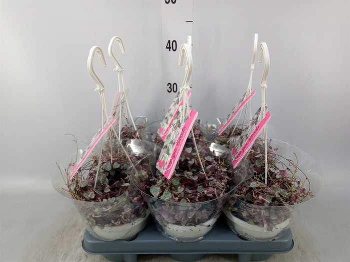 <h4>Ceropegia woodii 'Variegata'</h4>