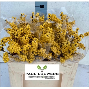 ILEX VE MAG CITRONEL