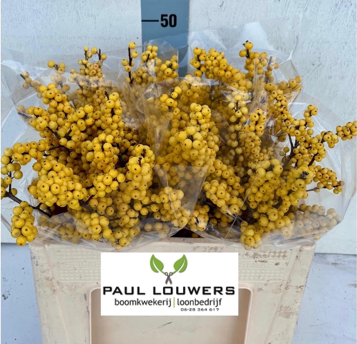 <h4>ILEX VE MAG CITRONEL</h4>