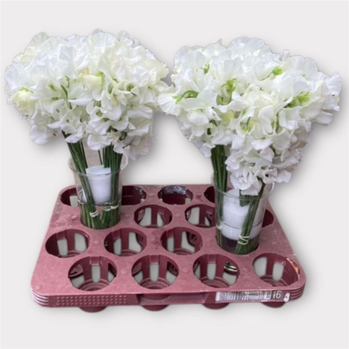 <h4>Lathyrus Wit</h4>