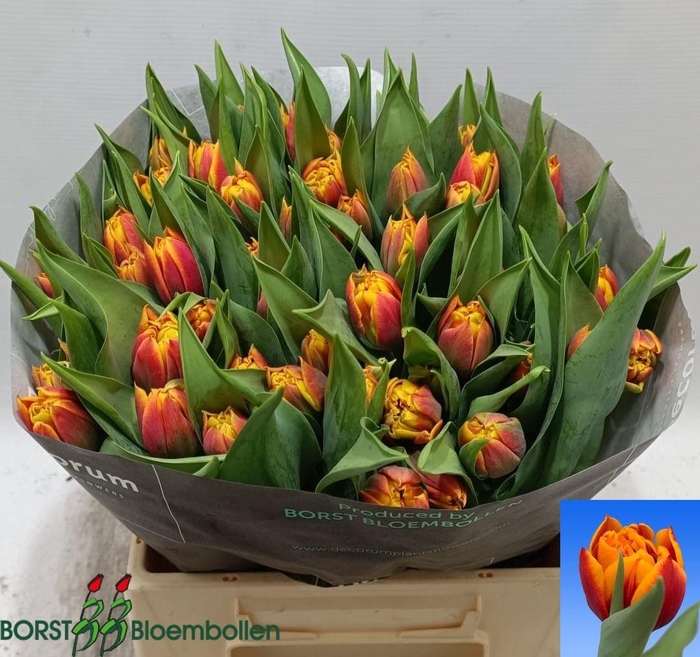 <h4>TU DU ATLAS</h4>