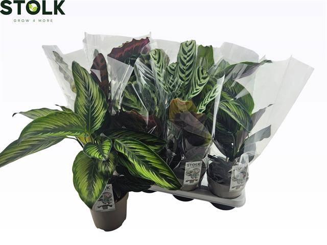 <h4>CALAT GEM 4 SRT</h4>