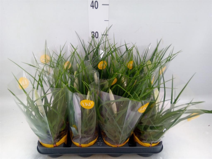 <h4>Tillandsia cyanea 'Biancini'</h4>