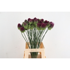 ALLIUM SPHAEROCEPHAL