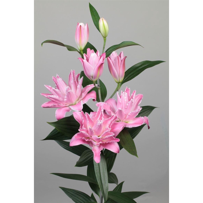 <h4>Li Or Du Concorde 5+</h4>