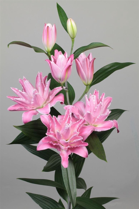 <h4>Li Or Du Concorde 5+</h4>