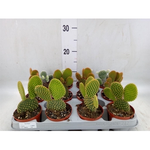 Opuntia