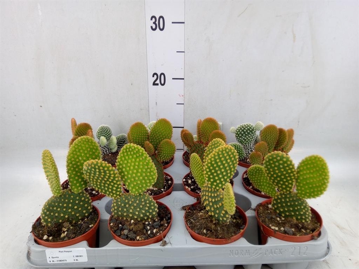 <h4>Opuntia</h4>
