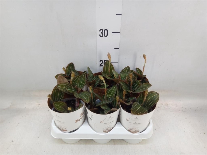 <h4>Ludisia discolor</h4>