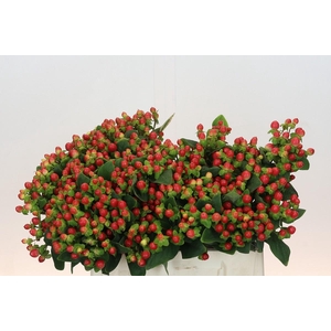 Hypericum androsaemum Tomato Flair