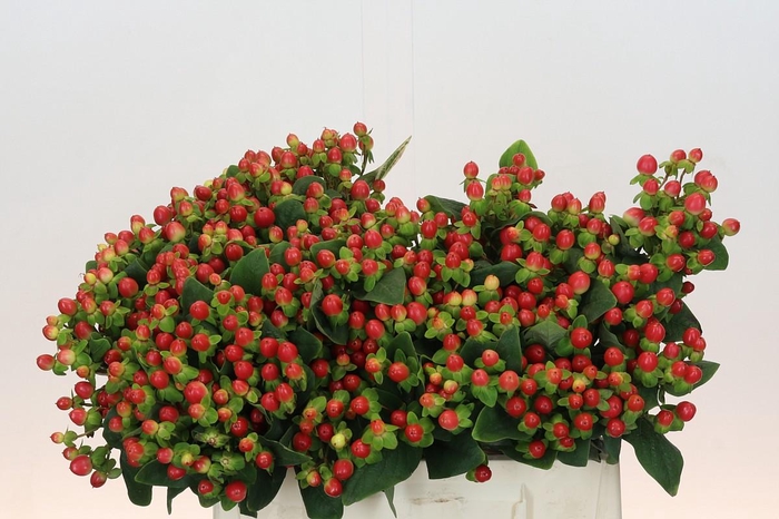 Hypericum androsaemum Tomato Flair