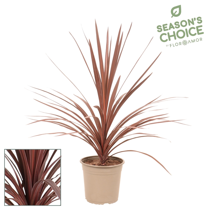 <h4>Cordyline 'Red Star' 75 - 85 cm</h4>