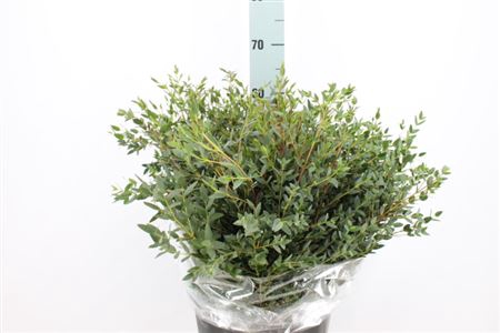 <h4>Euca Parvifolia Kort Extra 400 Gram</h4>