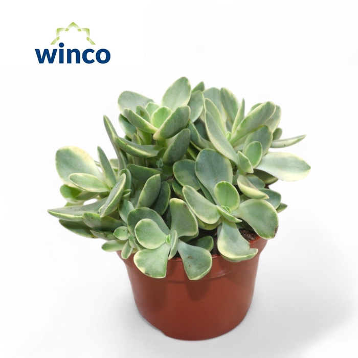 <h4>Crassula Rusby Variegata</h4>