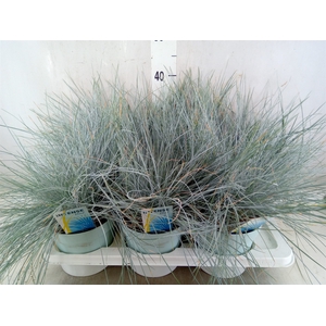 Festuca glauca 'Intens Blue'