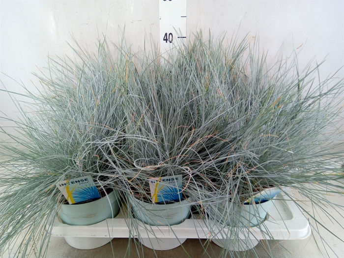 <h4>Festuca glauca 'Intens Blue'</h4>