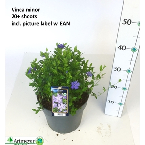 VINCA MINOR