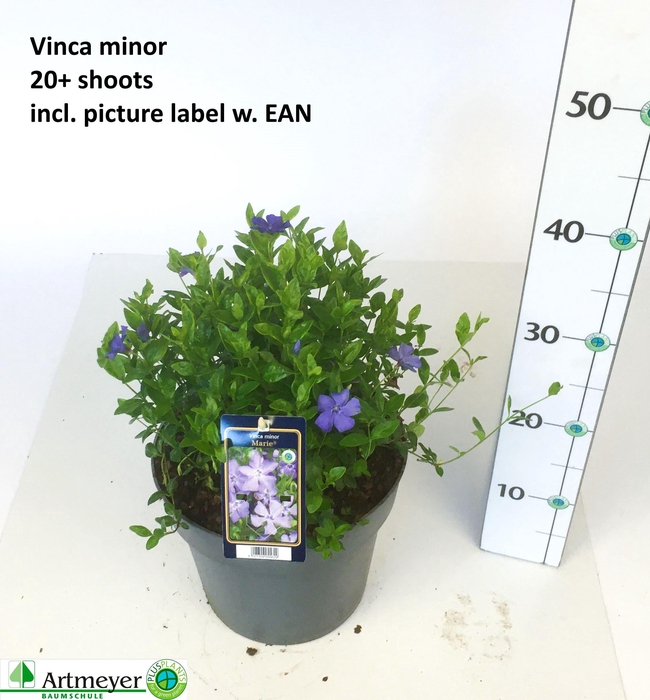 <h4>VINCA MINOR</h4>