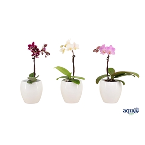 Lisa White Tiny Dolls Mix 1T7+ Aqu@