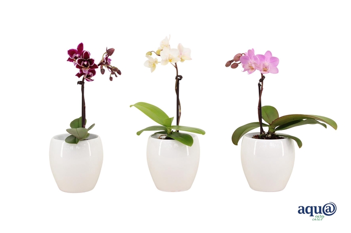 <h4>Lisa White Tiny Dolls Mix 1T7+ Aqu@</h4>