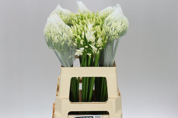 <h4>Agap Gletsjer White</h4>