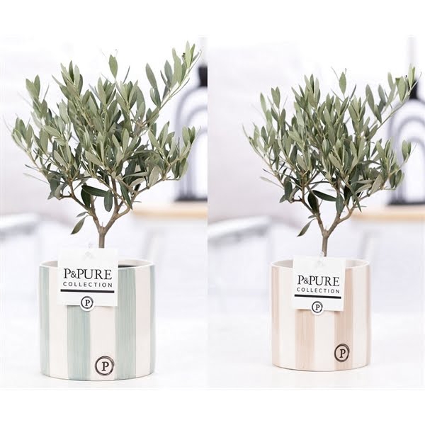 <h4>Olea Europaea in P&PURE Eline 2 ceramics ass. 2</h4>