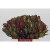 Leucadendron Senorita