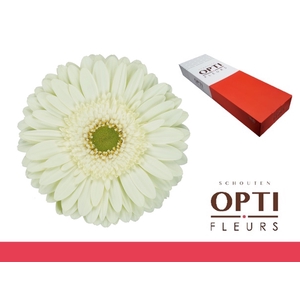 Gerbera Mint Doos