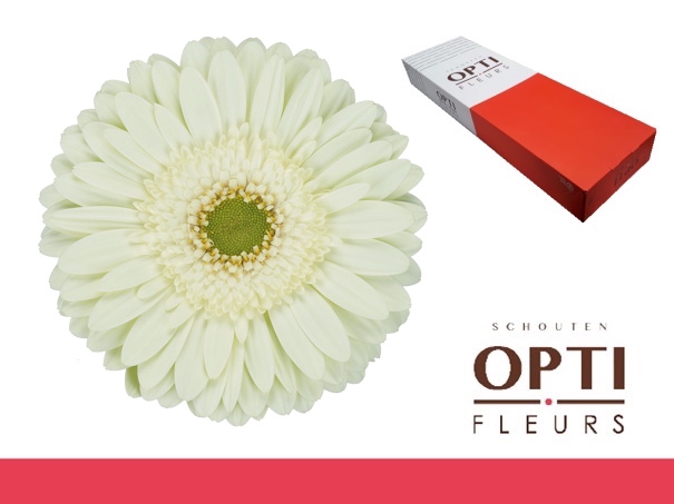 <h4>Gerbera Mint Doos</h4>