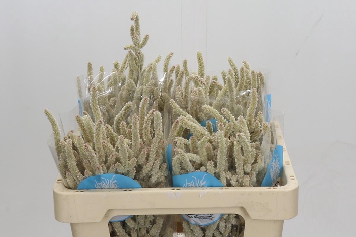 <h4>Amaranthus Yearming Desert</h4>