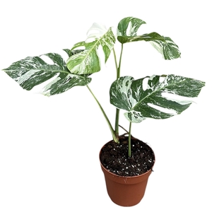 Monstera Deliciosa Variegata