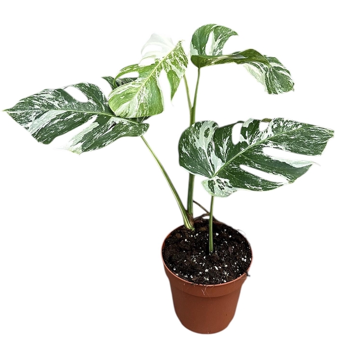 <h4>Monstera Deliciosa Variegata</h4>