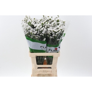 Lim S Glacier Trophy White Fu