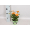 Osteospernum Senorita Lucia (Orange)