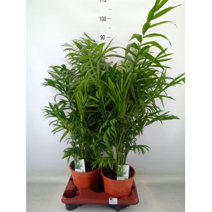 Chamaedorea elegans