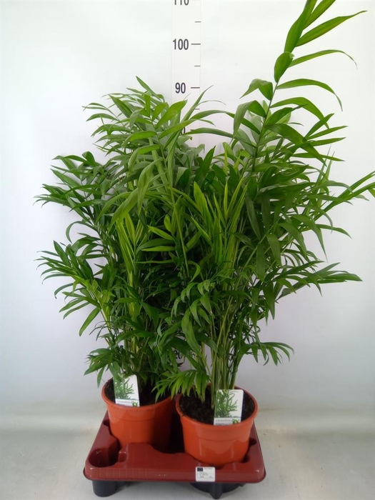 <h4>Chamaedorea elegans</h4>