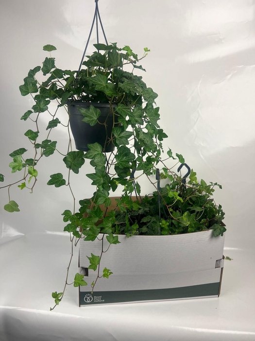 <h4>HED HE WONDER</h4>