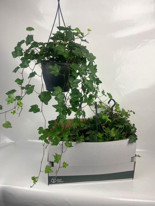 <h4>HED HE WONDER</h4>