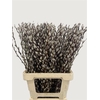 Salix Wilgenkatjes 70cm P Stem