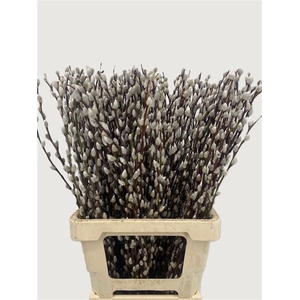 Salix Wilgenkatjes 70cm P Stem