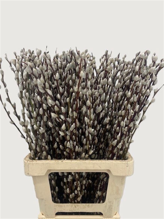 <h4>Salix Wilgenkatjes 70cm P Stem</h4>