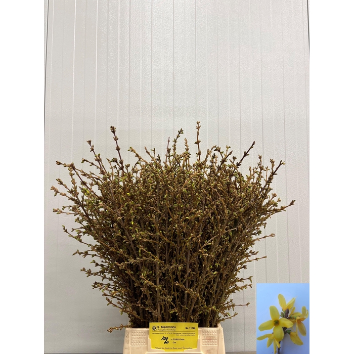 <h4>Forsy I Spectabilis</h4>