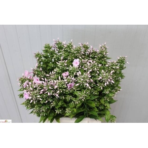 PHLOX P JEFFS PINK