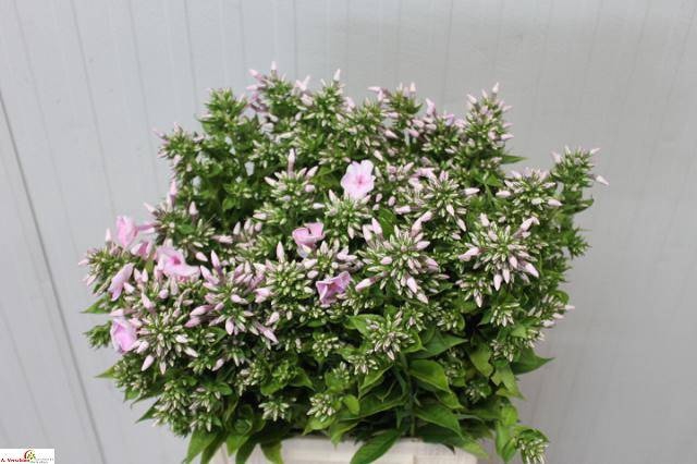 <h4>PHLOX P JEFFS PINK</h4>