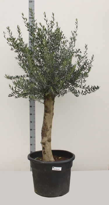 <h4>OLEA EUROPAEA</h4>