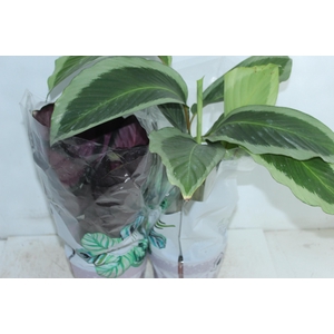 CALATHEA P17 VARIADO